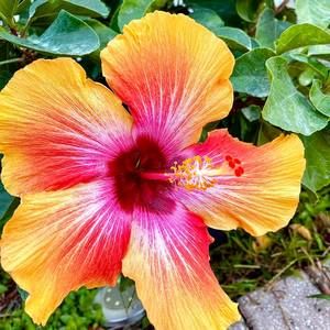 Meet your Posher, Tish